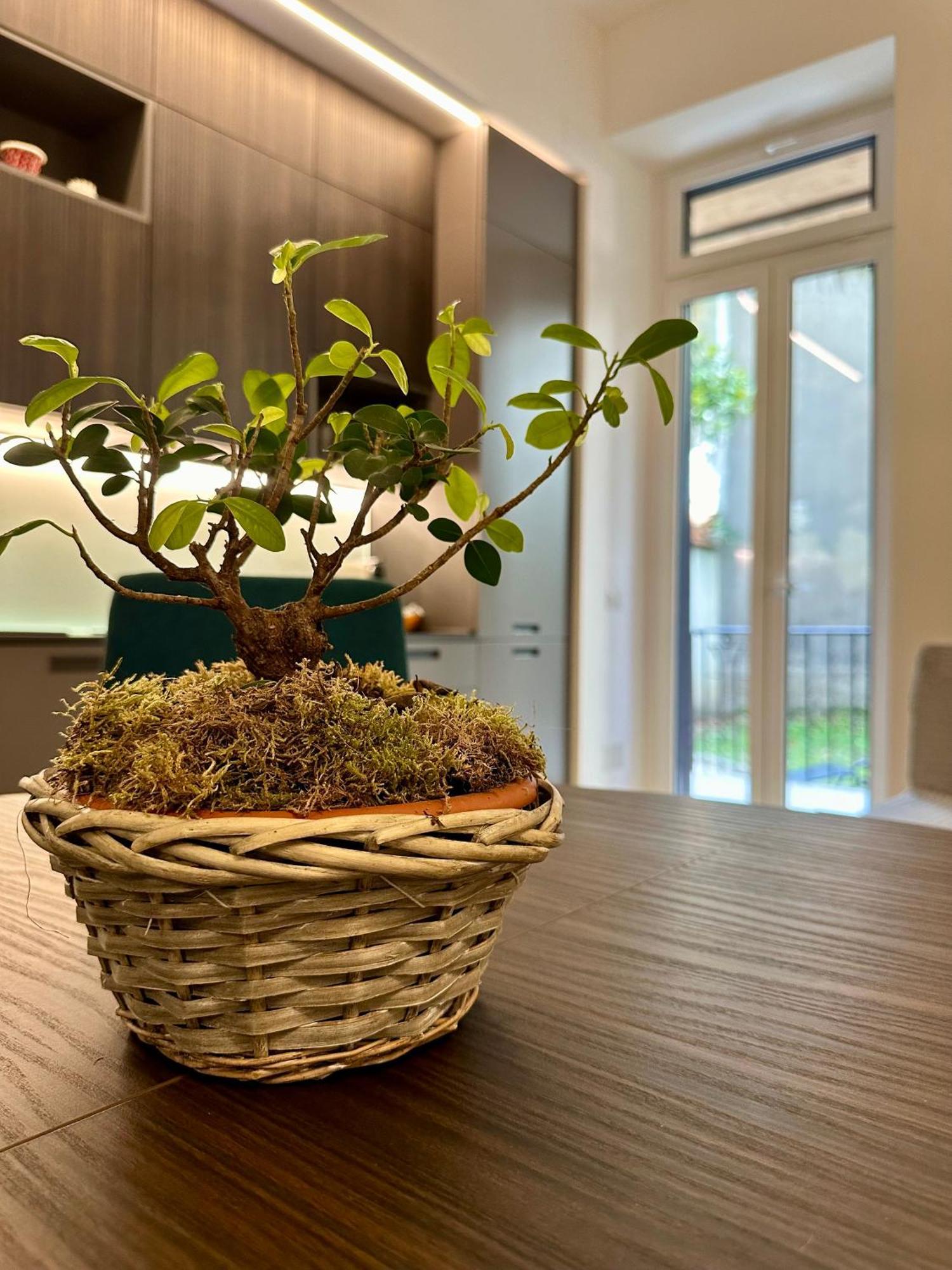 Lr Deluxe Apartments - Porta Venezia - Bilocale Con Giardino Privato Milano Eksteriør billede